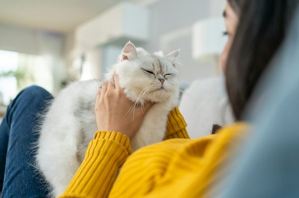 Comment réduire les frais vétérinaires du chat: astuces efficaces