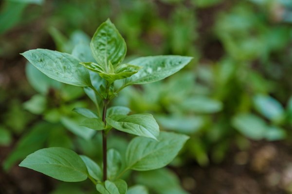 Adoptez un mode de vie écoresponsable : conseils pratiques